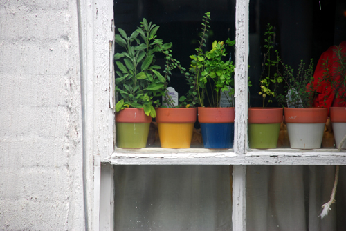 Herb Garden My Herb Garden