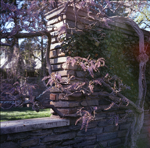 Wysteria Wysteria Vines