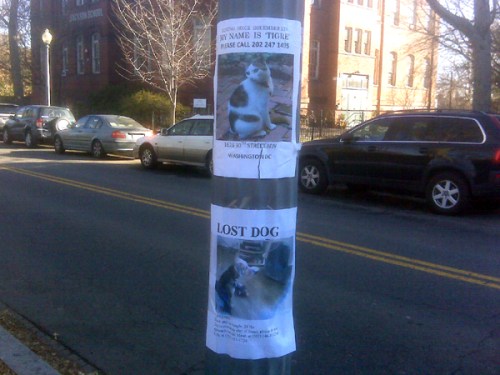 Lost Pets on the Rise?