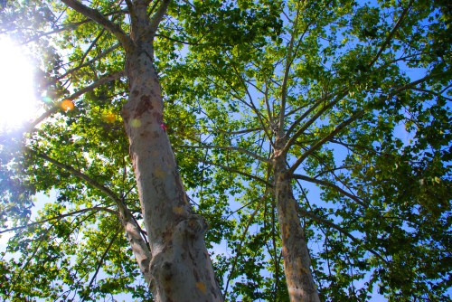 3200 block of Water St.