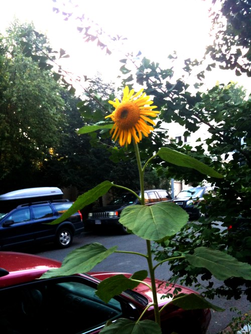 1600 block of 30th St. 1600 block of 30th St.