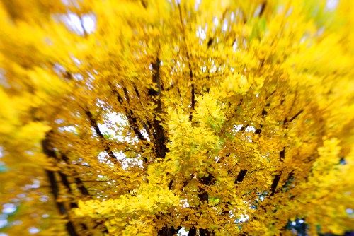 Ginkgo Season Not So Bad This Year