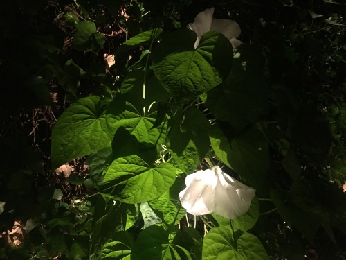 1500 block of 33rd St.