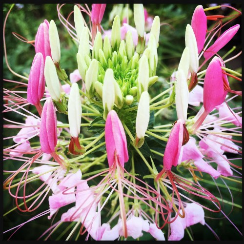 3200 Block of Volta Pl.