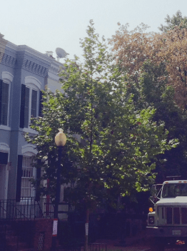 screen-shot-2016-09-20-at-8-52-25-pm