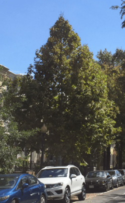 screen-shot-2016-09-20-at-8-52-31-pm