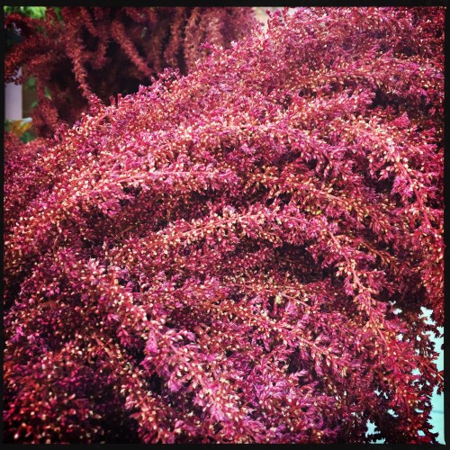 originalphoto-497826009-590816